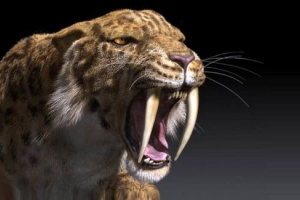 Saber-fogazott tigris