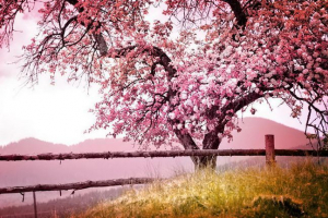 Sakura