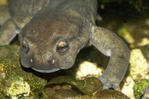 Semirechensky frogsubob - a legnagyobb az orosz tritonok között