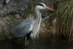 Szürke heron - tószalapú