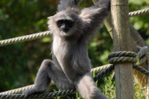 Ezüst gibbon - levelezés primat