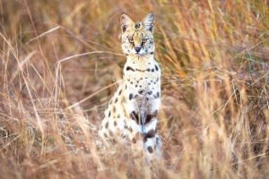 Serval