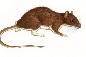 Bristy rats - számos család Bristy rats - számos család