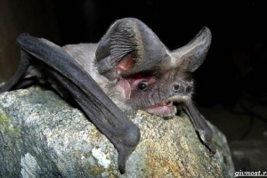 Wildlife folds: leírás, jellemzők és élőhelyek
