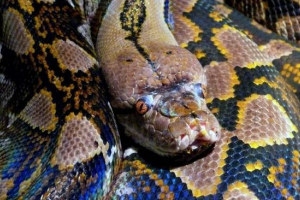 Svéd python recidivista megszökött az autó tulajdonosából