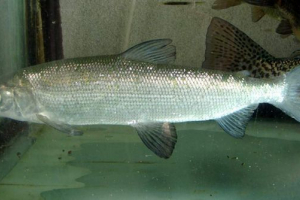 Sig: photo fish család lazac