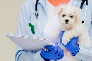A vírusos enteritis tünetei és kezelése kutyáknál