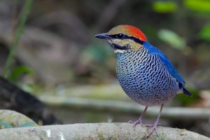 Sinekhvosta pitt - singing bird sokszínű tollazattal
