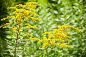 Arany kanadai
