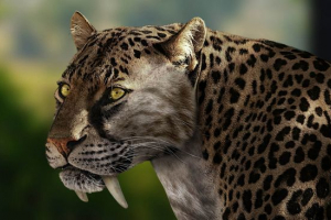 Smilodon