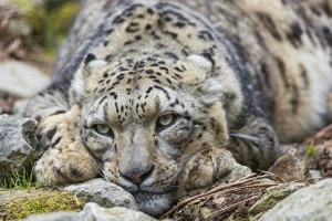 Hópárduc. A hó leopárd élőhelye és életmódja