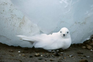 Hó petrel - aki nem fél a hidegtől Hó petrel - aki nem fél a hidegtől