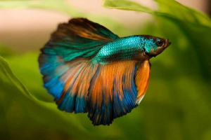 Tartalom fish-cockerel
