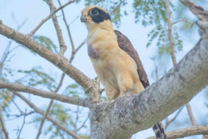 Falcon - hohutun: bird photo, leírás