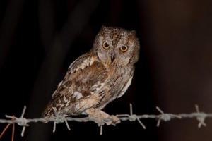 Owls - típusok és nevek