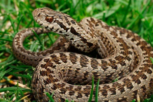 A sztyeppi vipera viselkedésének élőhelye és jellemzői