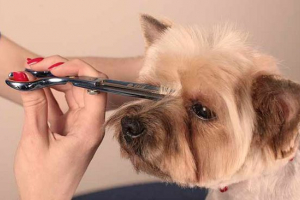 Haircut york egy kiskutya otthon