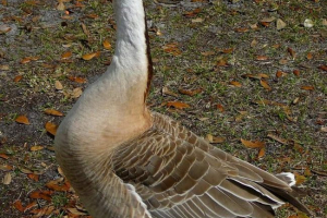 Sukhonos - waterefowl madár kacsa család