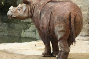 Sumatran rhinos: egyetlen állatok