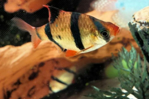 Sumatran puntius, ő - barbus sathaw