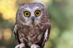 Owl - a madarak típusai és fotói