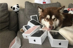 A leggazdagabb kínai fia nyolc iphone-t vásárolt a kutyájára. Fénykép.