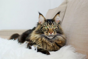 Maine coon súlytábla hónapokig