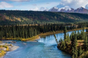 Taiga és taiga erdők