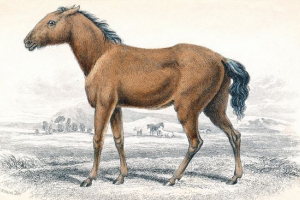 Tarpan
