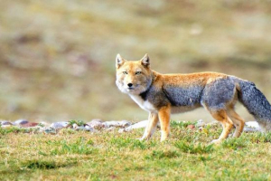 Tibeti fox
