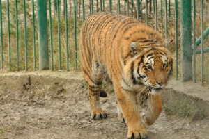 Kassandra tigress érkezett gelendzhik-ból egy vad vőlegényes dátumra