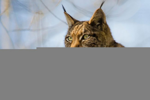Top 20 érdekes tény a lynx-ről
