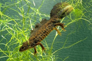 Triton fésű
