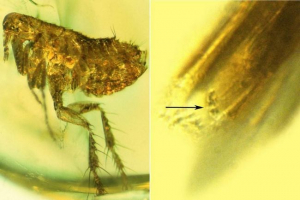 A tudósok felfedezték a buboréki pestis baktérium-okozati ügynökét bolhák fosszíliákban