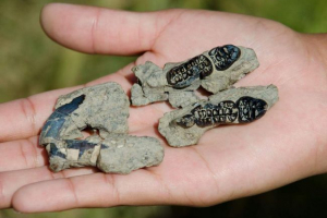 A tudósok felfedezték a posztpokaliptikus hód maradványait, akik túlélték a dinoszauruszokat