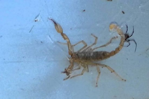 A sárga scorpion és a black widow tudósok állnak