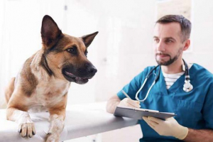 A sterilizálás után a kutya gondozása