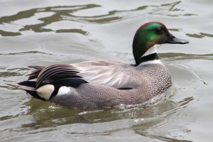 Duck-liner: mi van a tábornok tengeri ragadozójával?