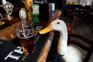 Angliában az otthoni kacsa közzétett pub