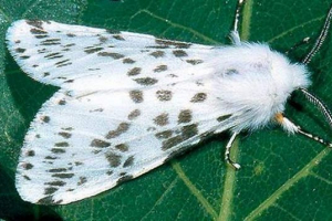 Arkansasban szokatlan pillangót fedezett fel