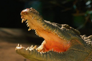 Az ausztrál állatkertben, az éhes krokodil otgbya körben
