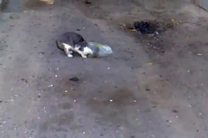 Belgorod régióban egy macska egy csomaggal ment a fején