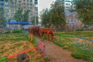 Sterlitamak központjában a lovak állománya Sterlitamak központjában a lovak állománya