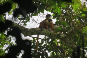 A congo vadjaiban fényképezett kihalt majom A congo vadjaiban fényképezett kihalt majom