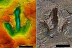 Németországban találták meg a dinoszaurusz lábak ujjlenyomatát 142 millió év
