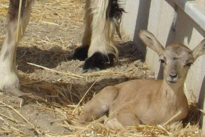 Iránban klónozta a mouflon kihalását
