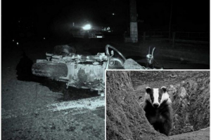 Észtországban a badgers balesetet váltott ki, anélkül, hogy elvesztené az utat a kerékpárosoknak