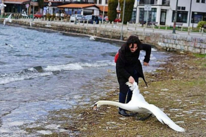 Macedóniában a turista hattyút szenvedett selfie-nek