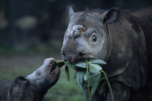 Sumatran rhino haldoklik malajziában