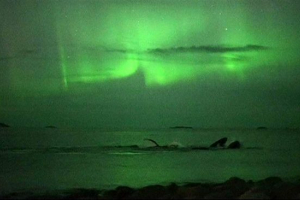 Norvégiában forgatták a humpback bálnákat az északi fények hátterében